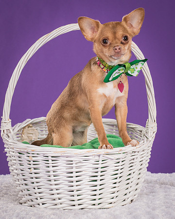 Hula-5399