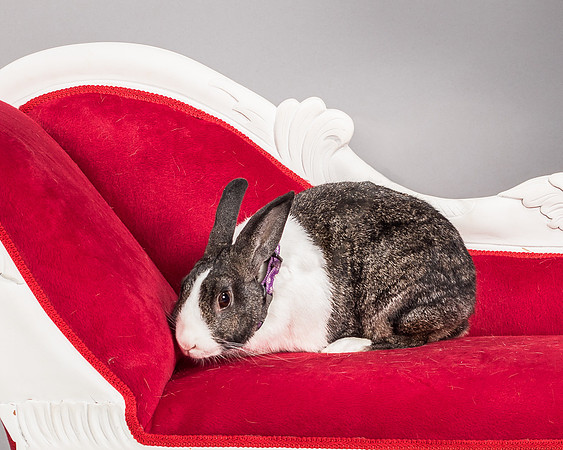 Foster Rabbit Penelope-4799