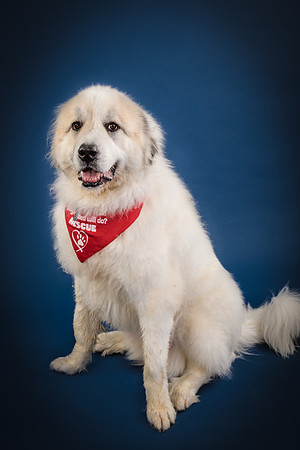 Foster Thor-3832