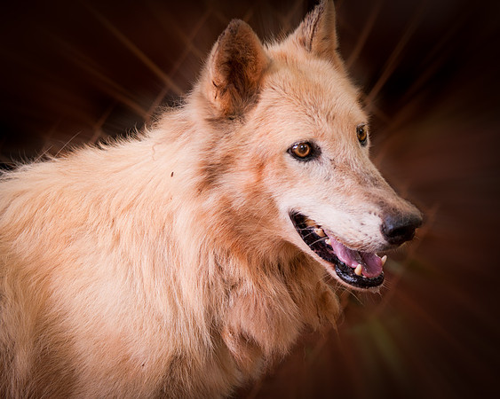 Wolf-9148