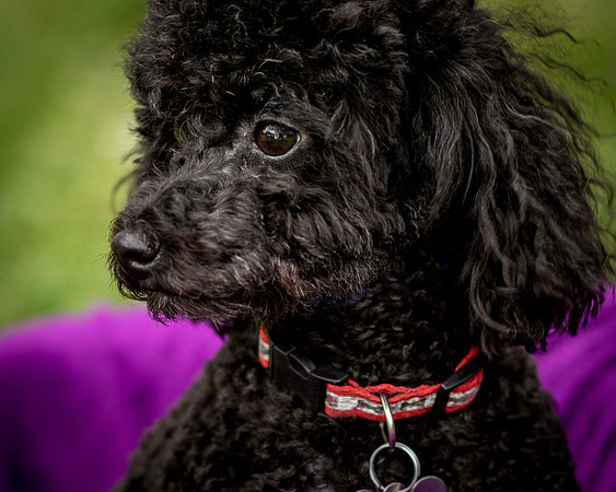 Foster Mindy-7364