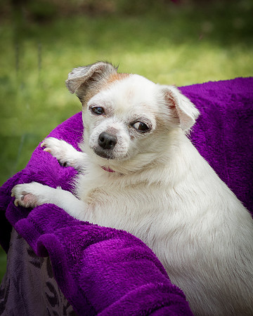 Foster Petey-8172