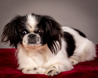 Foster Gypsy Rose-7716