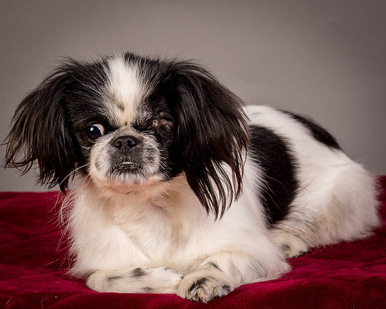 Foster Gypsy Rose-7716