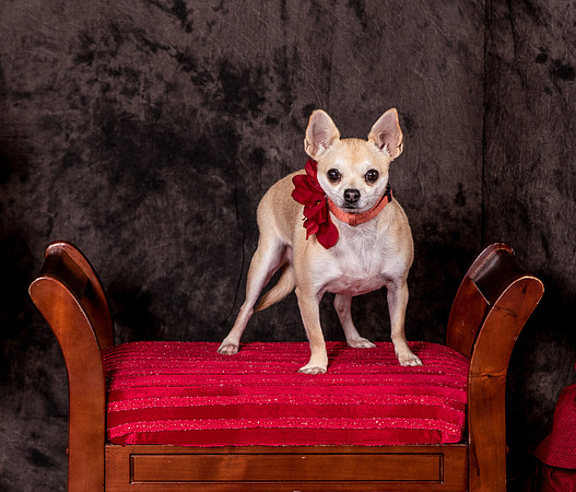 Foster Josefina-4498