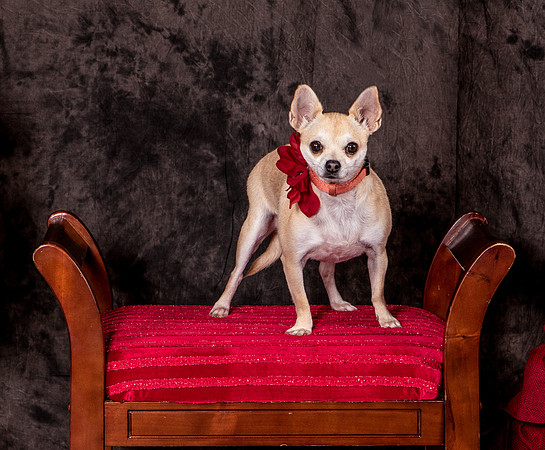 Foster Josefina-4499