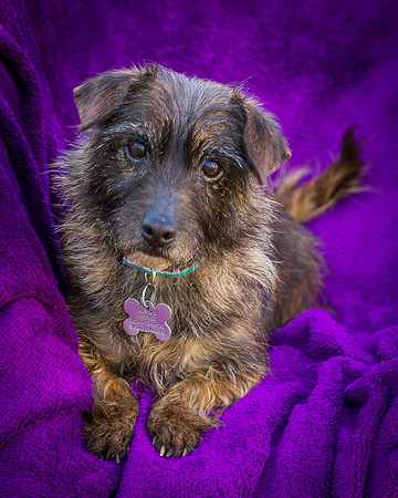 Foster Inky-4135