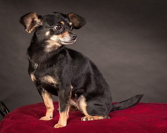 Foster Pansy-9493