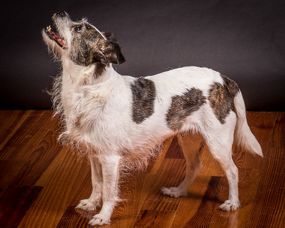 Foster Sinclair-9907