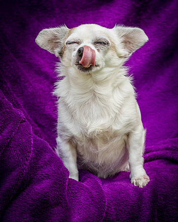 Foster Petey-8216