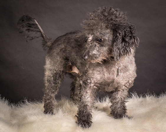 Foster Mokey-1718