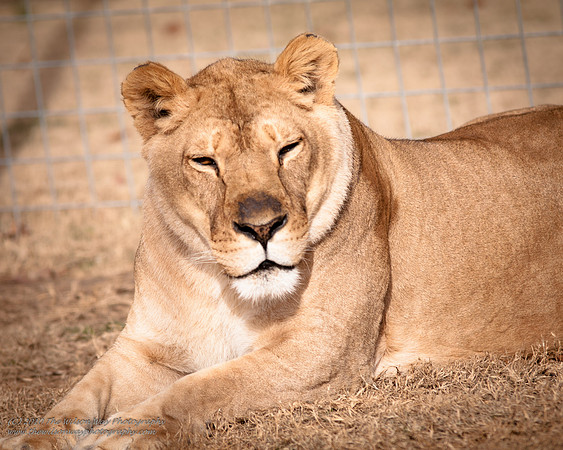 Suzies Pride-2195