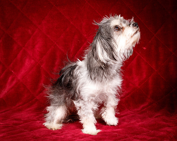 Foster Alex-6298