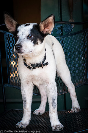 Foster Oliver-8972