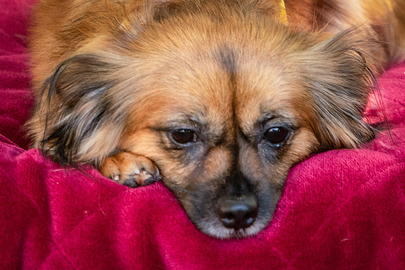 Foster Petunia-9304