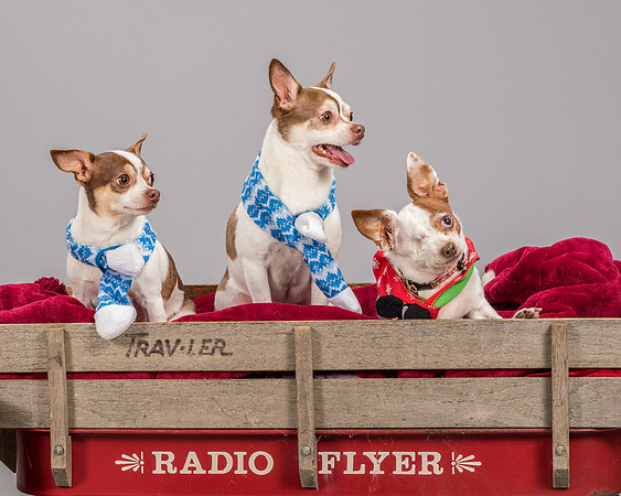 Muscato-7109