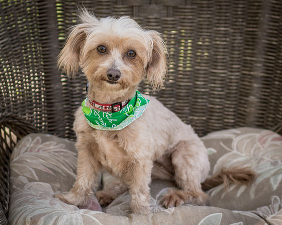 Foster Mavi-6099