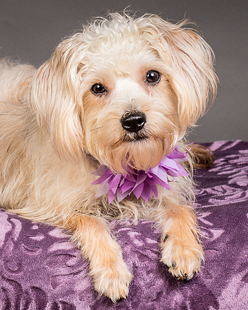 Foster Henrietta-8525