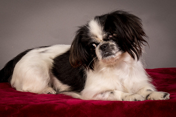 Foster Gypsy Rose-7793