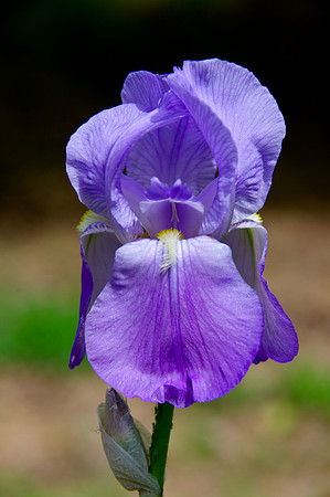 IMGP5448