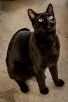 Darlington  Cats-9433