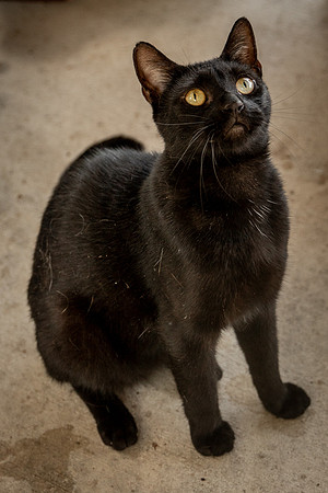 Darlington  Cats-9433