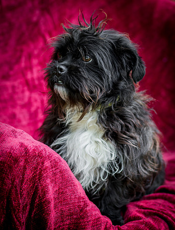 Foster Lady Elaine-8569