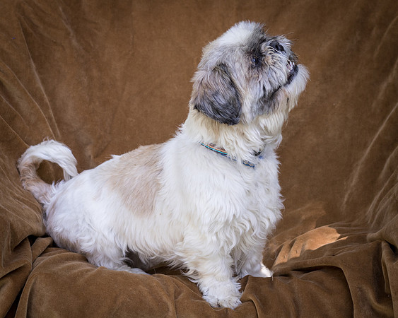 Foster Queenie-8368