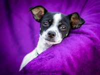 Foster Haylie-4046