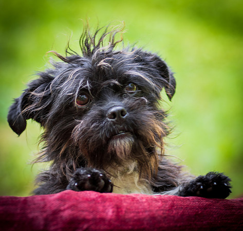 Foster Lady Elaine-8580