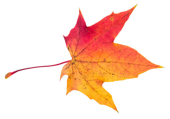 Leaf_48