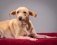 Foster June-3422
