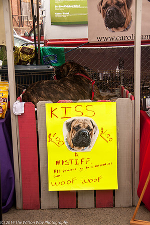 Carolina Mastiff Rescue-0644