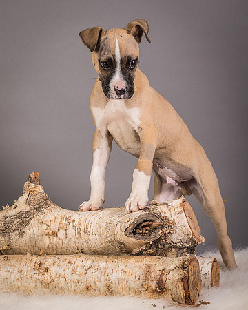 Foster Barnabas-4564
