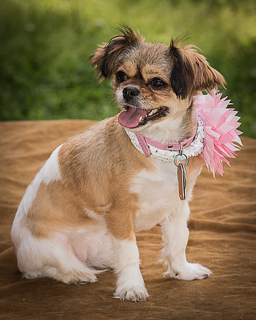 Foster Missy-0536