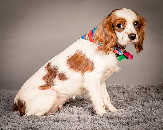Foster josephina-3765