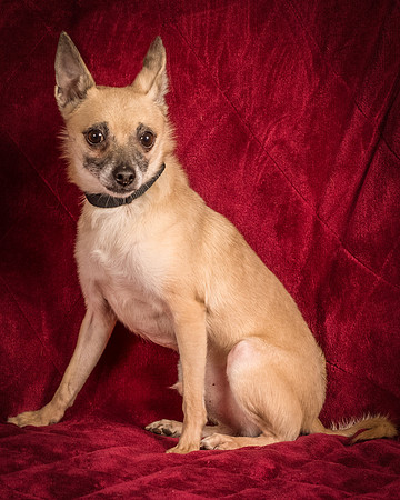 Foster Kiwi-8375