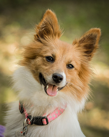 Foster Brandi-3219