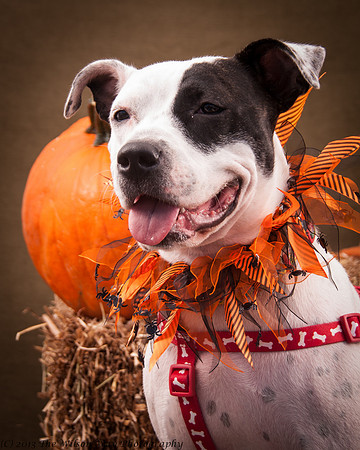Foster snoopy-7440