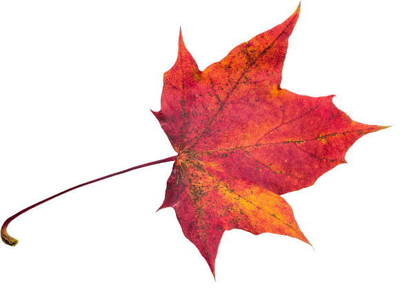 Leaf_38