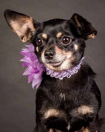 Foster Pansy-9288