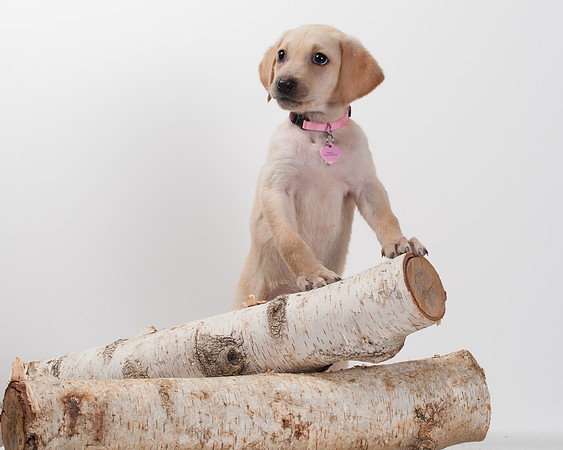 GCSPCA BB-6196