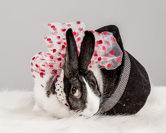 Foster Rabbit Penelope-4720