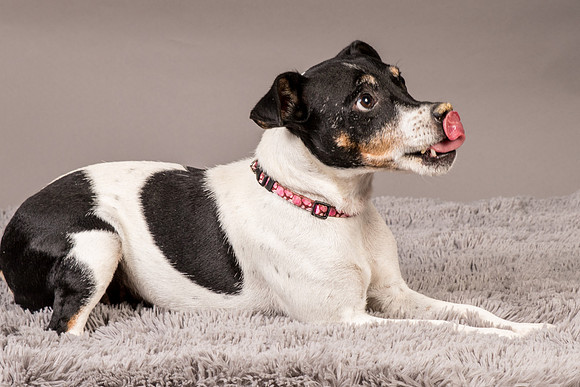 Foster Pollyanna-4017