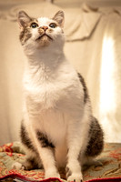 Darlington  Cats-8191