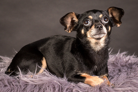 Foster Pansy-9430