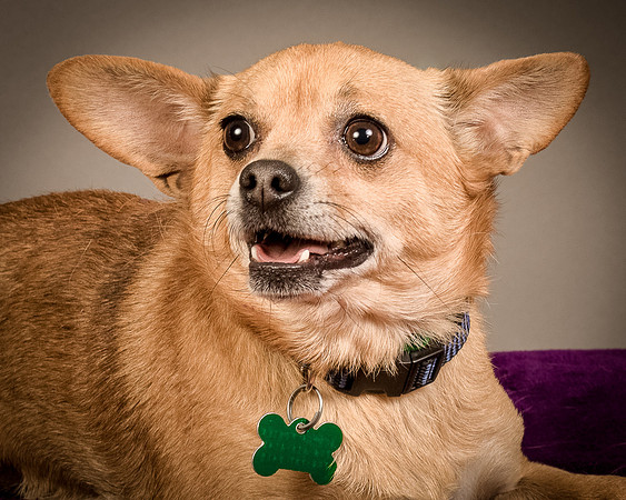 Foster Dobby-8154