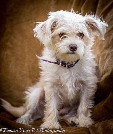Foster Limerick-3660