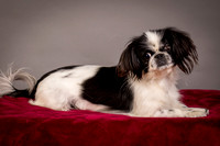 Foster Gypsy Rose-7729