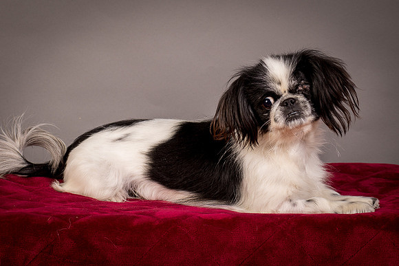 Foster Gypsy Rose-7729